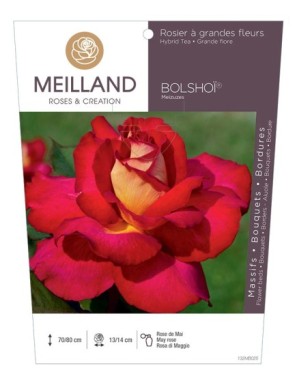 BOLSHOÏ ® Meizuzes Rosier à grandes fleurs