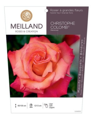 CHRISTOPHE COLOMB ® Meironsse Rosier à grandes fleurs