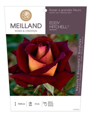 EDDY MITCHELL ® Meirysett Rosier à grandes fleurs