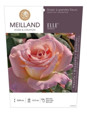 ELLE ® Meibderos Rosier à grandes fleurs