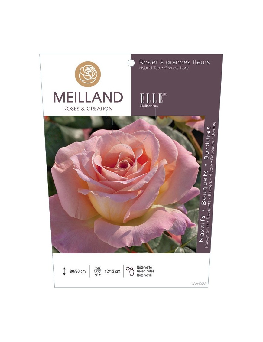 ELLE ® Meibderos Rosier à grandes fleurs