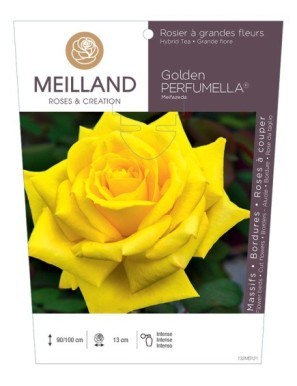 Golden PERFUMELLA ® Meifazeda Rosier à grandes fleurs