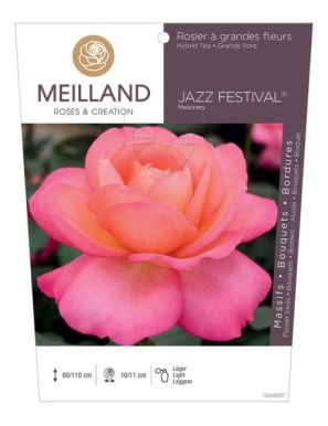 JAZZ FESTIVAL ® Meizizany Rosier à grandes fleurs