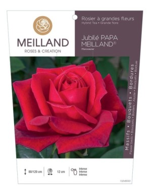 JUBILE PAPA MEILLAND ® Meiceazar Rosier à grandes fleurs