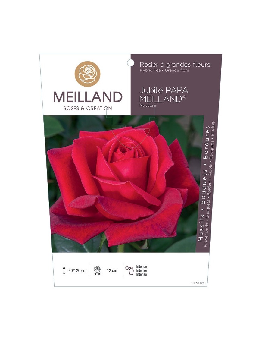 JUBILE PAPA MEILLAND ® Meiceazar Rosier à grandes fleurs