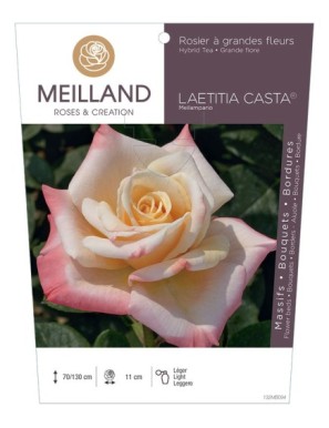 LAETITIA CASTA ® Meilampario Rosier à grandes fleurs