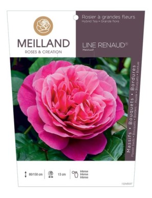 LINE RENAUD ® Meiclusif Rosier à grandes fleurs