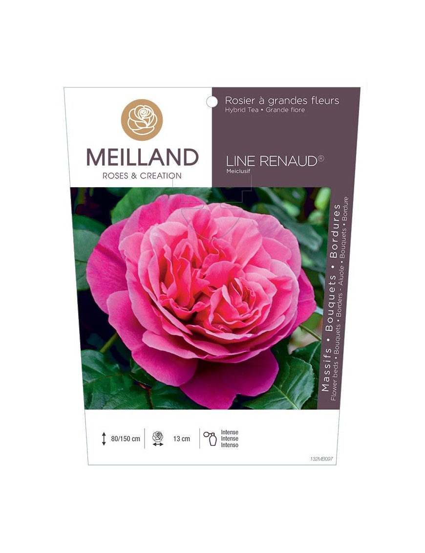 LINE RENAUD ® Meiclusif Rosier à grandes fleurs