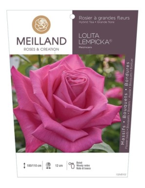 LOLITA LEMPICKA ® Meizincaro Rosier à grandes fleurs