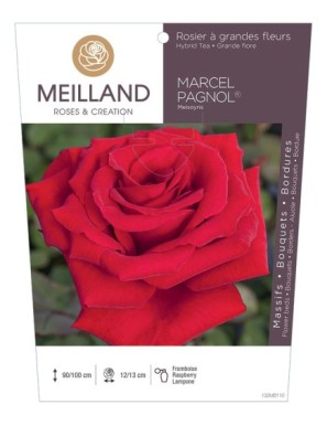 MARCEL PAGNOL ® Meisoyris Rosier à grandes fleurs