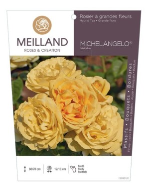 MICHELANGELO ® Meitelov Rosier à grandes fleurs