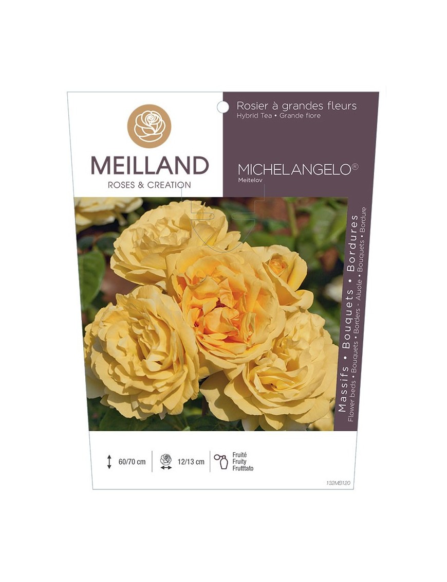 MICHELANGELO ® Meitelov Rosier à grandes fleurs