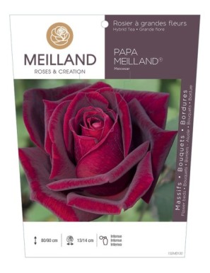 PAPA MEILLAND ® Meicesar Rosier à grandes fleurs