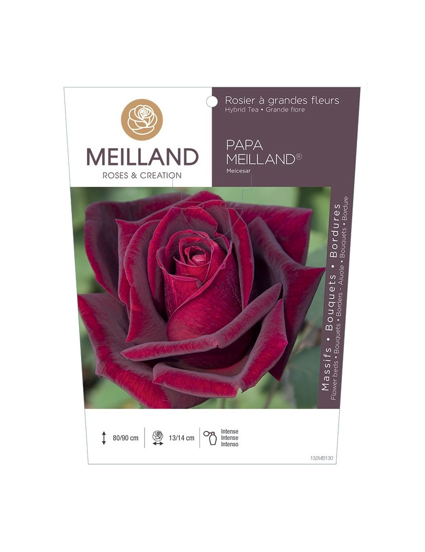 PAPA MEILLAND ® Meicesar Rosier à grandes fleurs