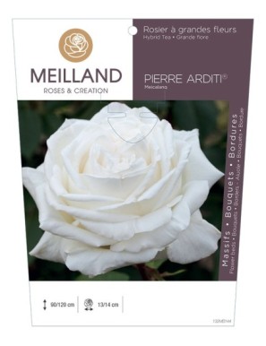 PIERRE ARDITI ® Meicalanq Rosier à grandes fleurs