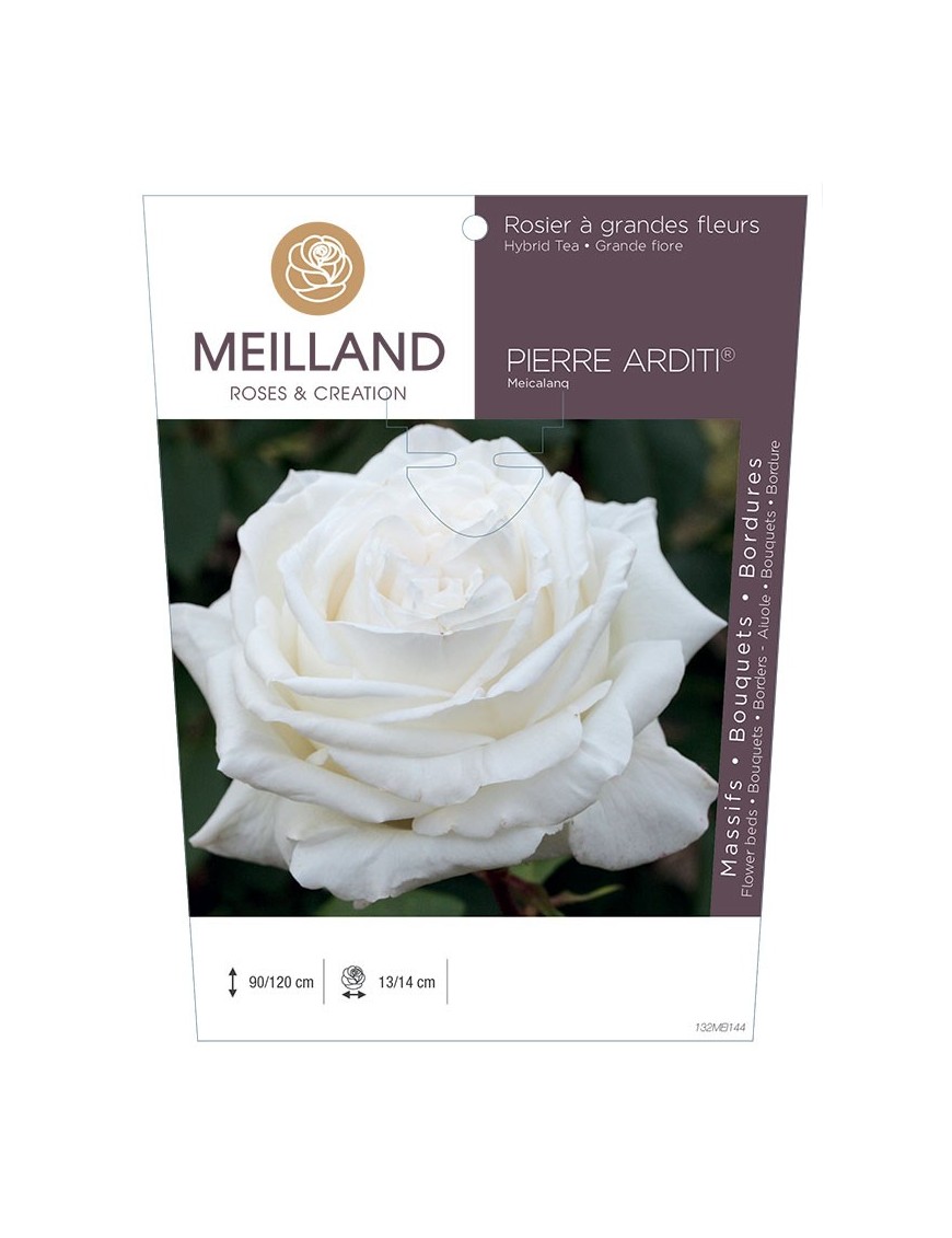 PIERRE ARDITI ® Meicalanq Rosier à grandes fleurs