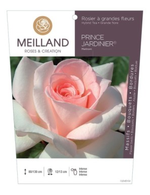 PRINCE JARDINIER ® Meitroni Rosier à grandes fleurs