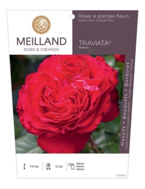 TRAVIATA ® Meilavio Rosier à grandes fleurs