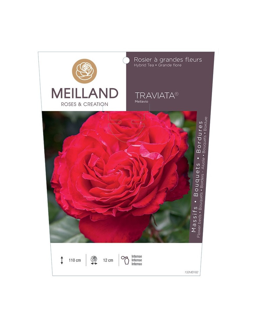 TRAVIATA ® Meilavio Rosier à grandes fleurs