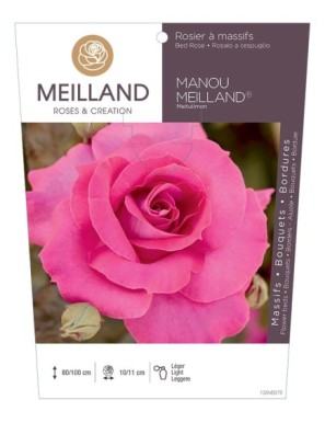 MANOU MEILLAND ® Meitulimon Rosier à massifs