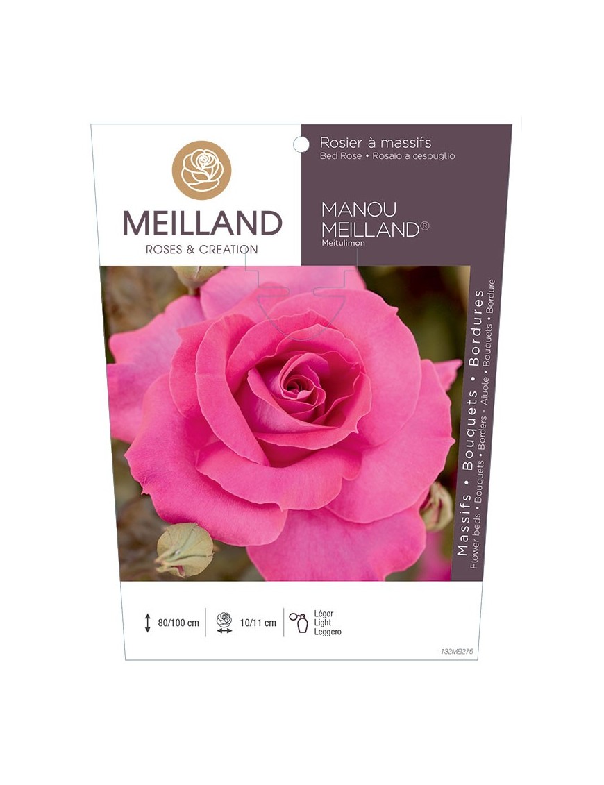 MANOU MEILLAND ® Meitulimon Rosier à massifs