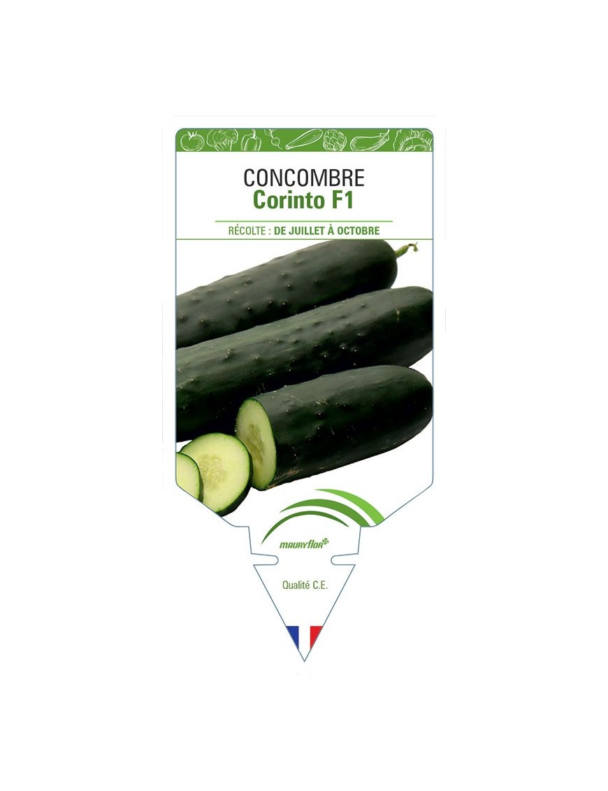 CONCOMBRE CORINTO F1