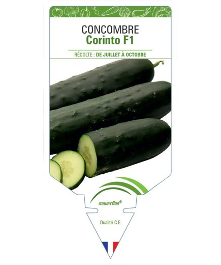 CONCOMBRE CORINTO F1