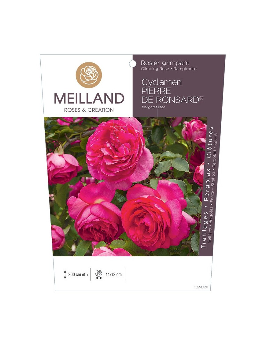 CYCLAMEN PIERRE DE RONSARD ® Margaret Mae Rosier grimpant