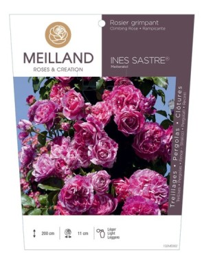 INES SASTRE ® Meiteratol Rosier grimpant