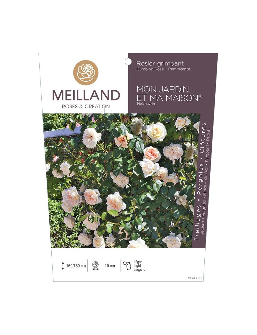 MON JARDIN ET MA MAISON ® Meichavrin Rosier grimpant