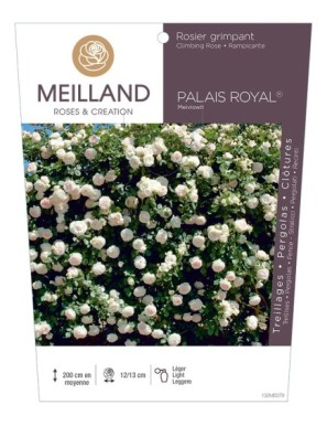 PALAIS ROYAL ® Meiviowit Rosier grimpant