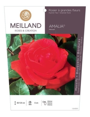 AMALIA ® Meicauf Rosier à grandes fleurs