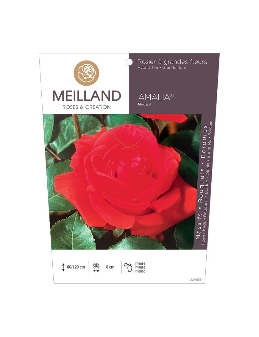 AMALIA ® Meicauf Rosier à grandes fleurs