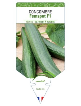 CONCOMBRE FEMSPOT F1