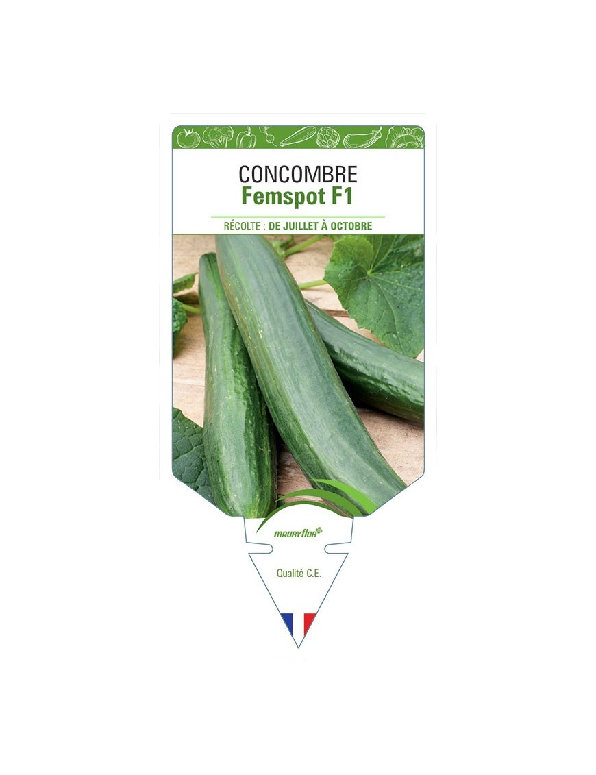 CONCOMBRE FEMSPOT F1