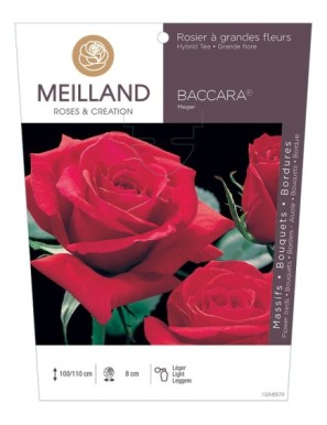 BACCARA ® Meiger Rosier à grandes fleurs