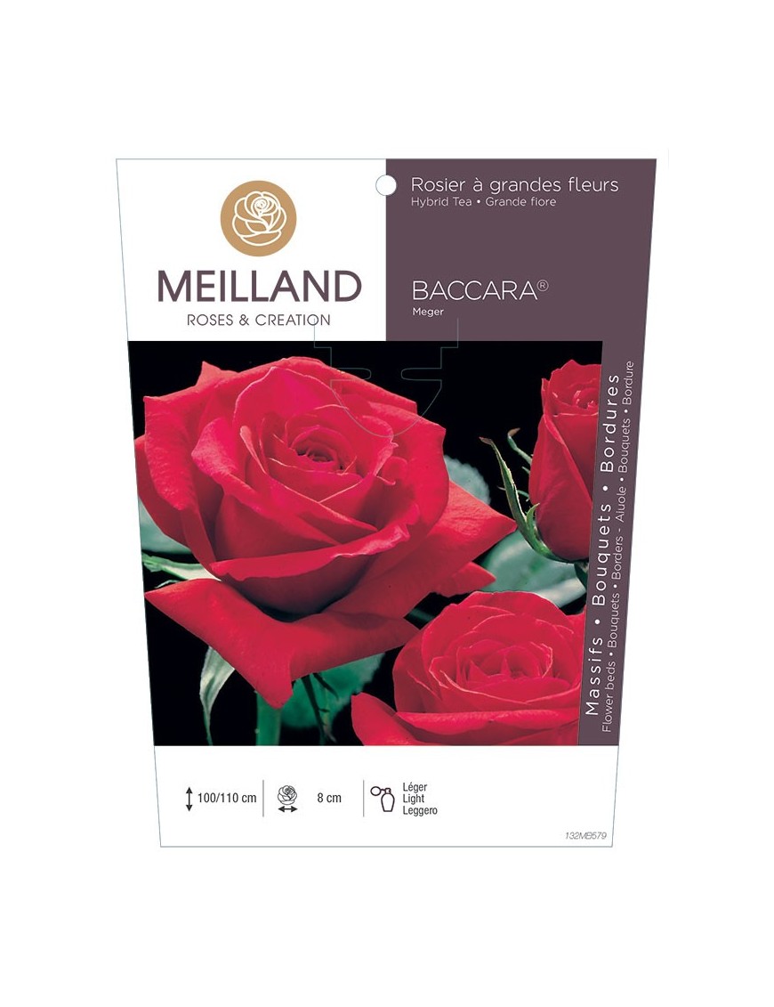 BACCARA ® Meiger Rosier à grandes fleurs