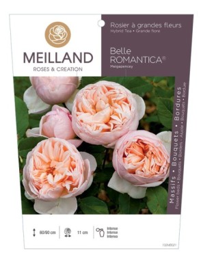 BELLE ROMANTICA ® Meigapencey Rosier à grandes fleurs