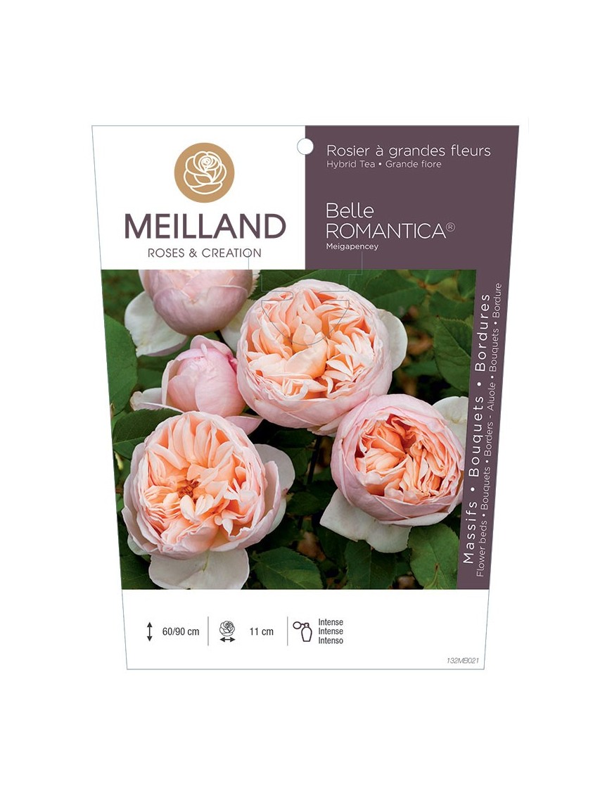 BELLE ROMANTICA ® Meigapencey Rosier à grandes fleurs