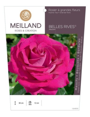 BELLES RIVES ® Meizolnil Rosier à grandes fleurs