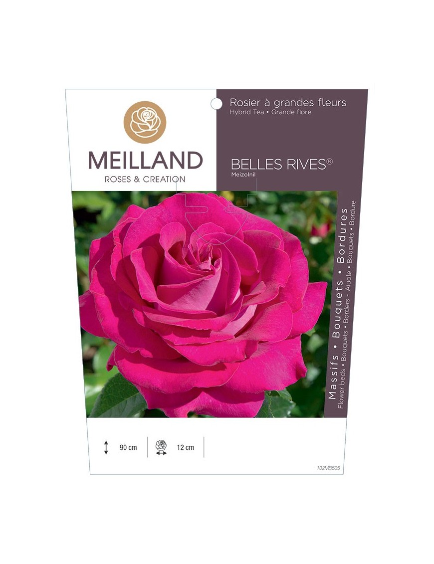 BELLES RIVES ® Meizolnil Rosier à grandes fleurs