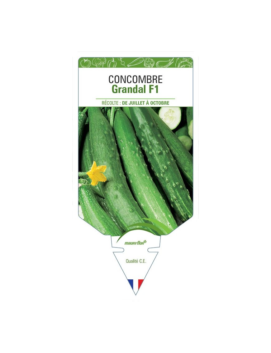 CONCOMBRE GRANDAL F1