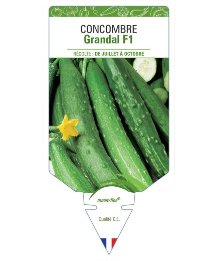 CONCOMBRE GRANDAL F1