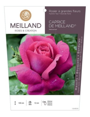 CAPRICE DE MEILLAND ® Meisionver Rosier à grandes fleurs