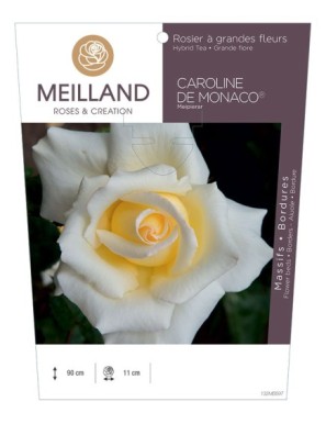 CAROLINE DE MONACO ® Meipierar Rosier à grandes fleurs