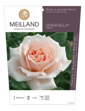 DONATELLA ® Meikerira Rosier à grandes fleurs