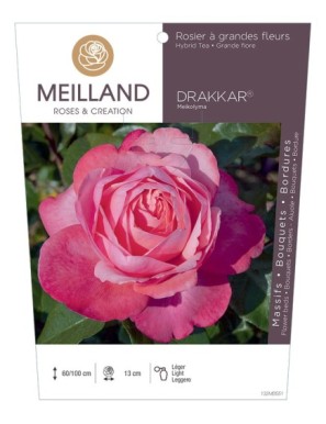 DRAKKAR ® Meikolyma Rosier à grandes fleurs