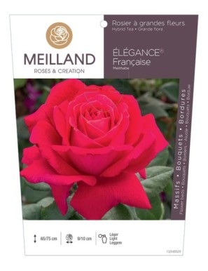 ELEGANCE Française ® Meithatie Rosier à grandes fleurs