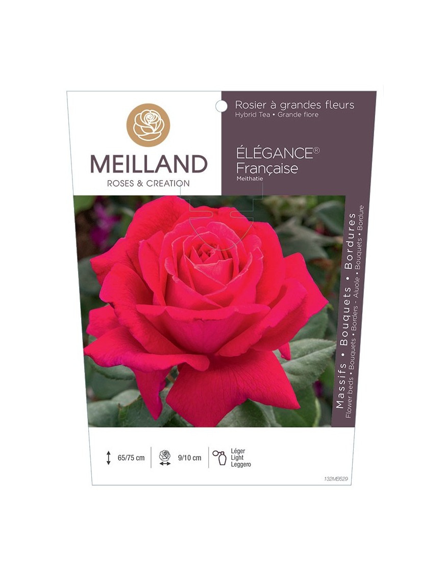 ELEGANCE Française ® Meithatie Rosier à grandes fleurs