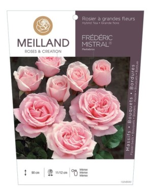 FRÉDÉRIC MISTRAL ® Meitebros Rosier à grandes fleurs